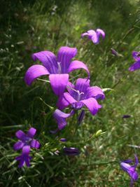 Close-up of purple crocus blooming outdoors