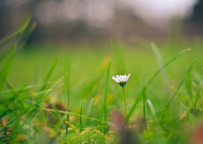 Close-up of white flowering plant on field