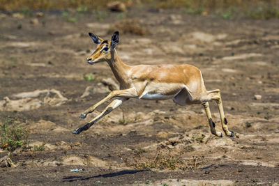 Side view of giraffe running on land