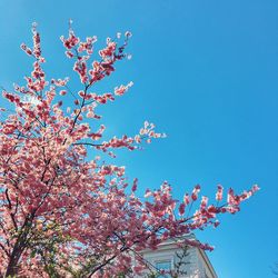 Low angle view of cherry blossom against blue sky