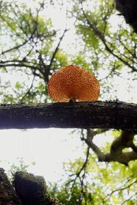 Low angle view of tree against sky