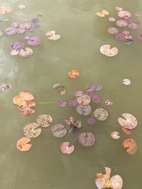 High angle view of lotus water lily in lake