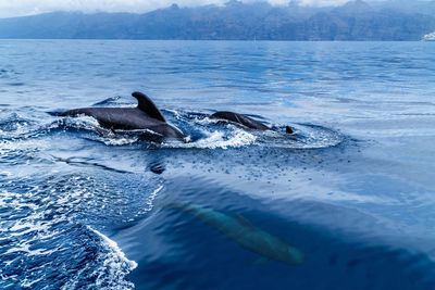 High angle view of fishes swimming in sea