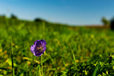 Close-up of purple flowering plant on field