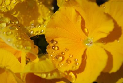 Close-up of wet yellow pansy