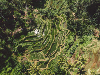 High angle view of green landscape