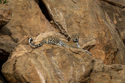 Leopard lies on rocky ledge looking round