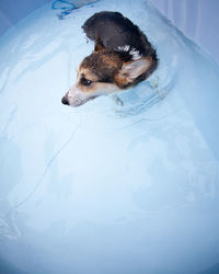 High angle view of dog looking away