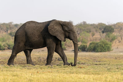 Elephant standing in a field