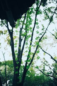 Low angle view of bamboo trees in forest