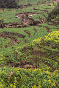 High angle view of agricultural field