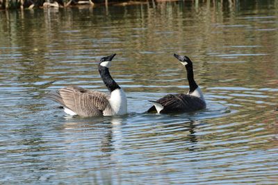 Ducks swimming in lake