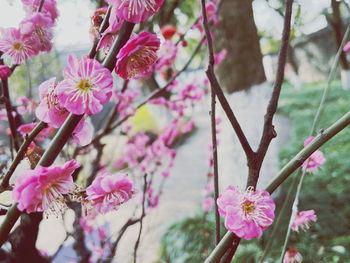 Close-up of pink cherry blossom