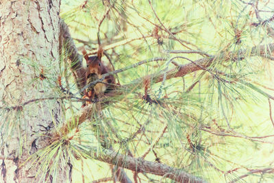 Close-up of lizard on tree