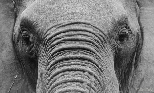Close-up of elephant