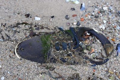 Close-up of crab on sand at beach