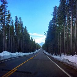 Road amidst trees against sky during winter