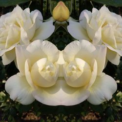 Close-up of fresh white flowers blooming in park