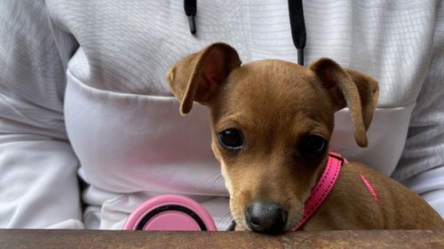 Close-up portrait of a dog