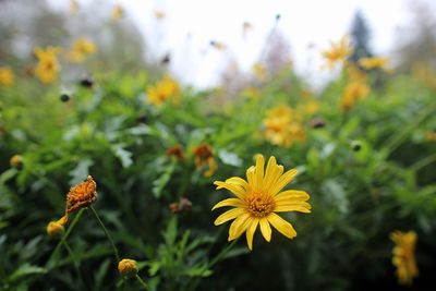 Close-up of yellow flowering plants on field