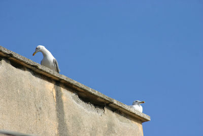 Low angle view of seagull perching on retaining wall against clear blue sky