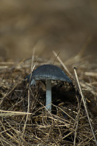 Close-up of mushroom growing on land