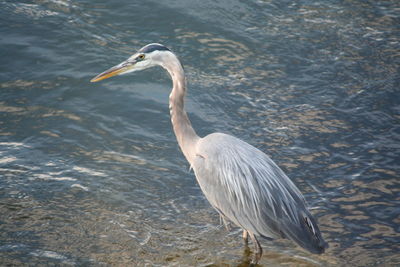 Close-up of gray heron in lake