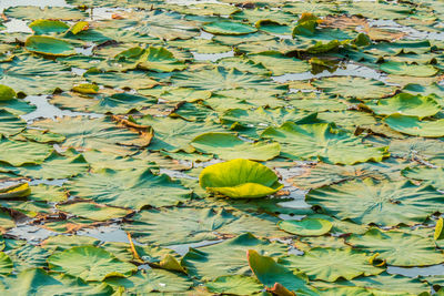 High angle view of water lily in lake