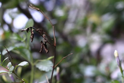 Close-up of leaves on plant