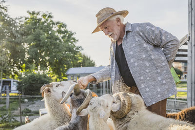 Smiling farmer stroking sheeps at farm