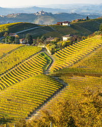 Scenic autumn landscape between the vineyards of serralunga d'alba, piedmont, italy