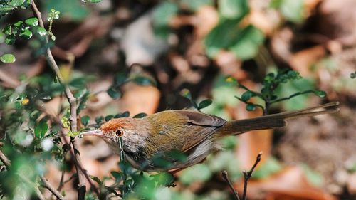 Close-up of bird perching on plant