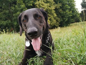 Portrait of dog on field