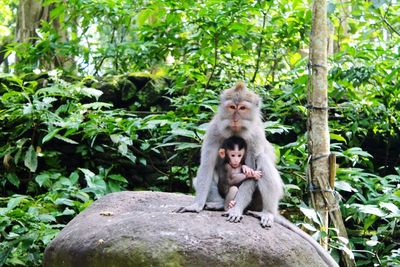 Monkey sitting on tree in forest