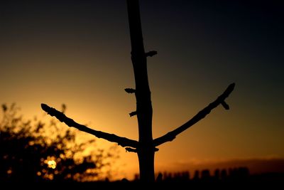 Low angle view of silhouette bird on tree against sky