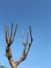 Low angle view of cactus against clear blue sky