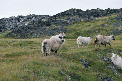 Sheep on field against sky