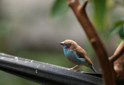 Male red cheeked cordon bleu bird uraeginthus bengalus is a tiny bird that comes from africa