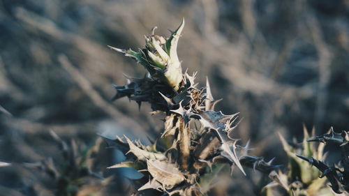Close-up of wilted flower