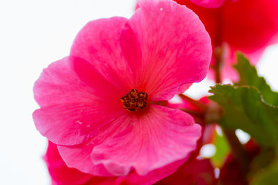 Close-up of pink flowering plant