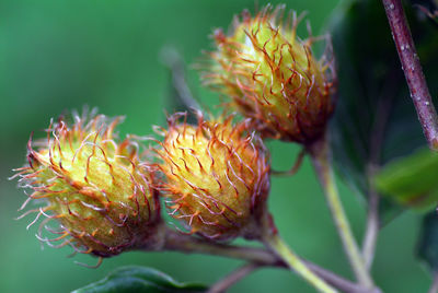 Close-up of red flowering plant