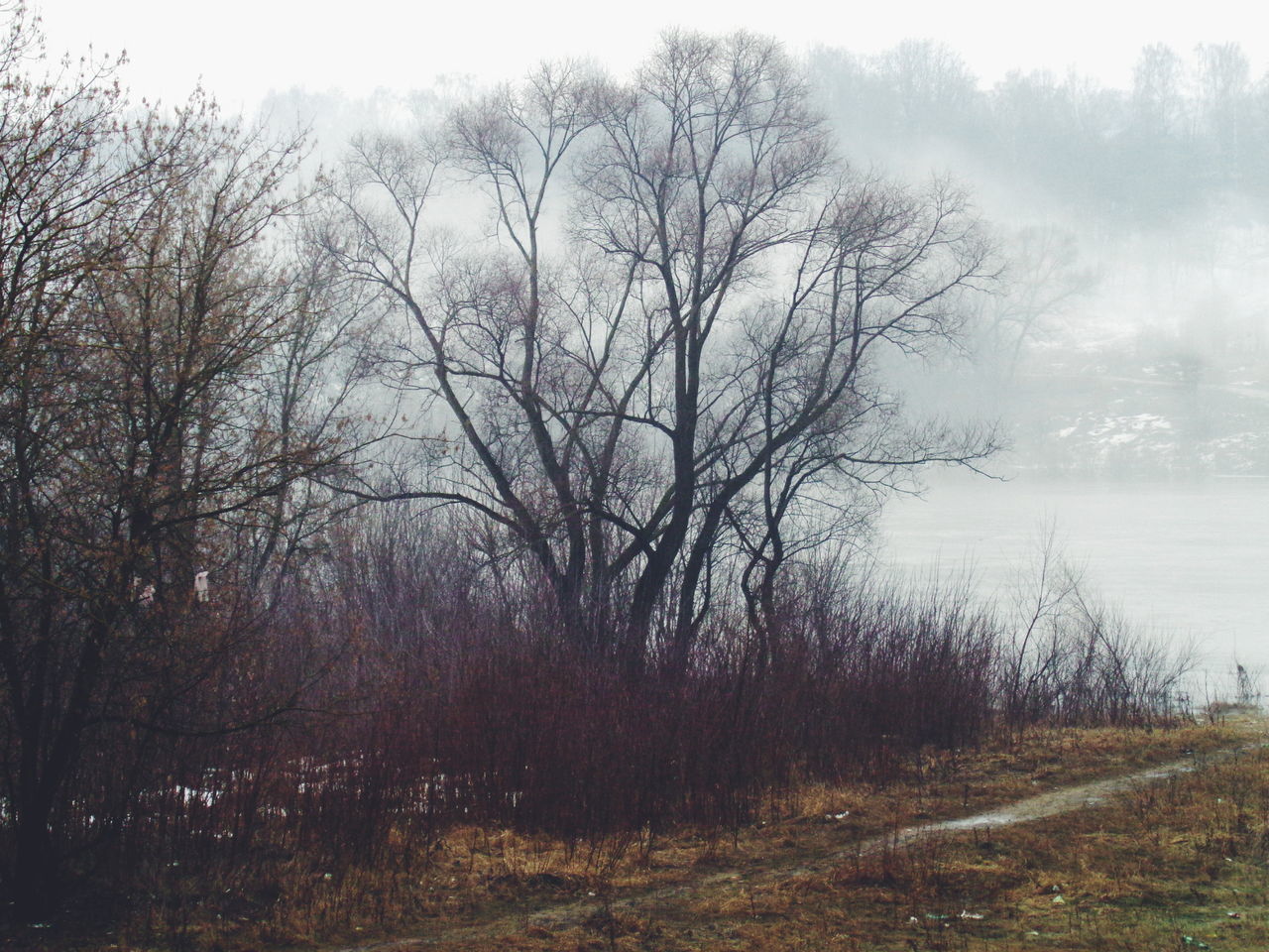 tree, bare tree, tranquility, tranquil scene, fog, scenics, foggy, nature, beauty in nature, weather, branch, water, landscape, non-urban scene, forest, winter, sky, lake, field, woodland