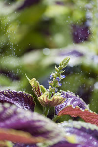 Close-up of wet purple flowering plant