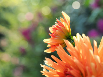 Close-up of orange flower blooming outdoors