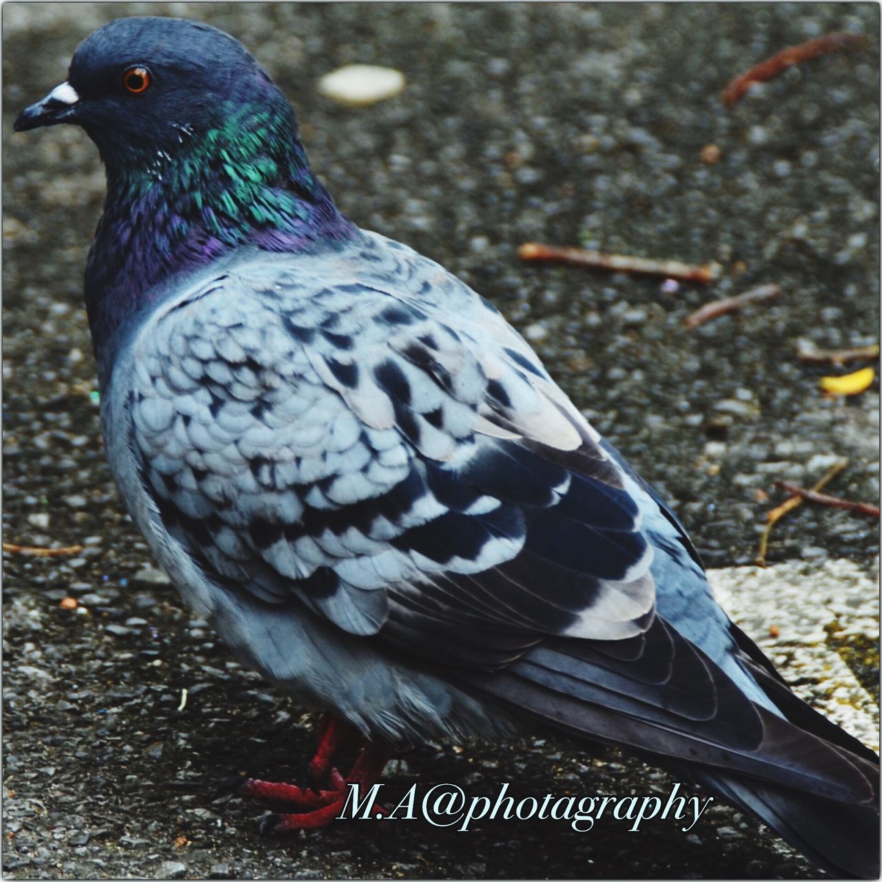 bird, animal themes, animals in the wild, one animal, wildlife, close-up, pigeon, focus on foreground, feather, perching, day, outdoors, beak, high angle view, nature, no people, black color, peacock, street, full length