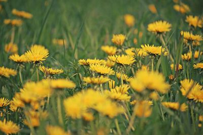 Close-up of yellow flower blooming in field