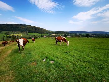 Cows grazing in a field