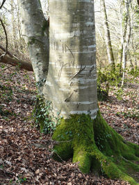 Trees growing in forest