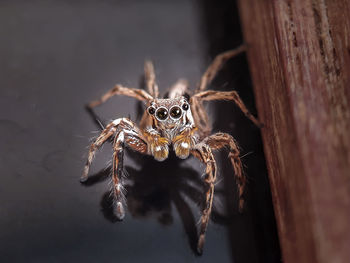 Close-up of spider