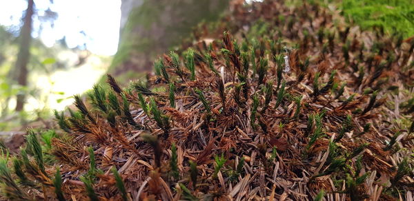 Close-up of insect on land